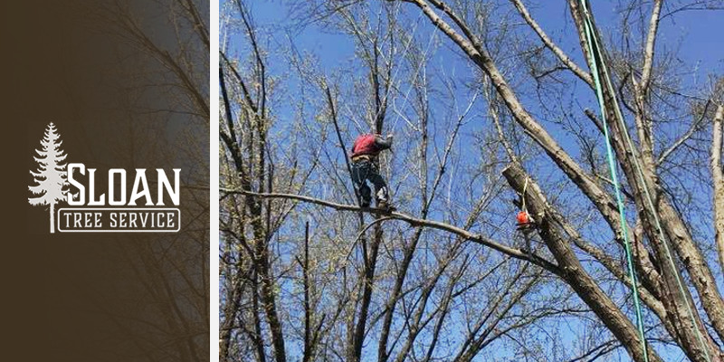 Tree Removal Services - Clear Lake, Amery, Hudson, Rice Lake, Cumberland, Turtle Lake and beyond!