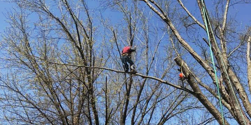 Tree Removal Rochester MN